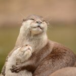 Connecting with the Otter Spirit Animal Encourages Playfulness and Innovation