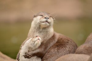 Connecting with the Otter Spirit Animal Encourages Playfulness and Innovation