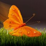 The Butterfly Spirit Animal Represents Personal Growth and New Beginnings