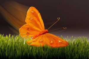 The Butterfly Spirit Animal Represents Personal Growth and New Beginnings