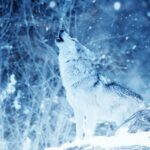 The Deep Wisdom and Symbolism of the Wolf Spirit Animal