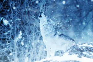 The Deep Wisdom and Symbolism of the Wolf Spirit Animal