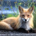 The Fox Spirit Animal Embodies Cleverness and Adaptability