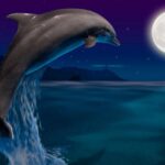 The Meaning of the Dolphin Spirit Animal as a Symbol of Playfulness and Harmony