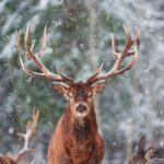 The Role of the Deer Spirit Animal in Encouraging Emotional Sensitivity and Grace