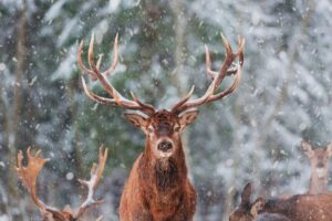 The Role of the Deer Spirit Animal in Encouraging Emotional Sensitivity and Grace